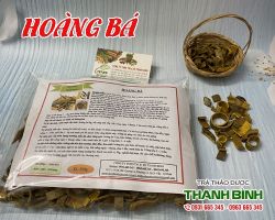 Hoàng bá [công dụng, cách dùng] mua ở đâu?