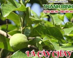 Lá Cây Chay [ TÁC DỤNG, CÁCH LÀM ] MUA Ở ĐÂU NGUYÊN CHẤT GIÁ RẺ ? 