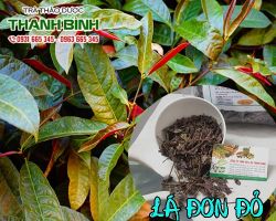 Lá cây đơn đỏ điều trị bệnh dị ứng, mề đay vô cùng hiệu quả