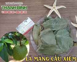 Lá mãng cầu xiêm có công dụng rất tốt cho sức khỏe