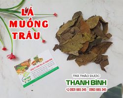 Lá muồng trâu [Hình ảnh, công dụng, cách dùng] Mua ở đâu chất lượng?