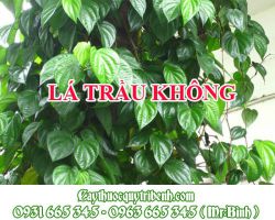 LÁ TRẦU KHÔNG