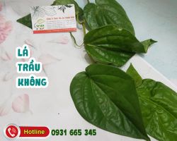 Lá trầu không có tác dụng gì đối với sức khỏe