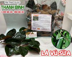 Lá Vú Sữa [ TÁC DỤNG, CÁCH LÀM ] MUA Ở ĐÂU NGUYÊN CHẤT GIÁ RẺ ?