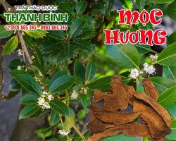 Mộc hương – vị thuốc quý chữa viêm loét dạ dày tá tràng hiệu quả