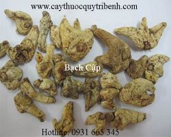 Mua bạch cập ở đâu tại tp hcm ???
