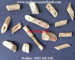 Mua bạch đồng nữ ( mò hoa trắng ) ở đâu tại tp hcm ???