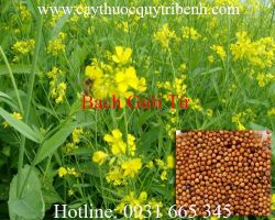 Mua bạch giới tử ở đâu tại tp hcm ???