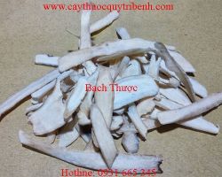 Mua bạch thược ở đâu tại tp hcm ???