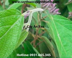 Mua bán an xoa tại Đắk Nông có tác dụng hỗ trợ điều trị ung thư gan