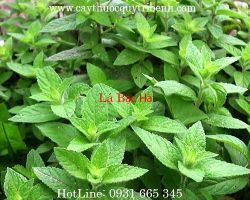 Mua bán bạc hà chất lượng tại Vĩnh Phúc điều trị chảy máu cam tốt nhất