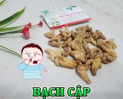 Mua bán bạch cập tại An Giang có công dụng cầm máu hiệu quả nhất