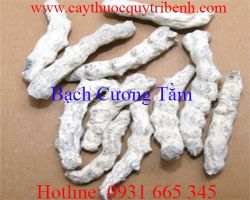Mua bán bạch cương tằm ở quận Tân Phú có tác dụng trừ phong tốt nhất