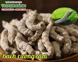 Mua bán bạch cương tằm tại huyện Đan Phượng chữa trẻ em bị co giật