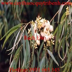 Mua bán bạch đàn tại Dak Lak có tác dụng trị hôi nách hiệu quả nhất
