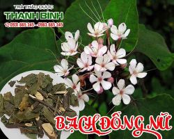 Mua bán bạch đồng nữ ( mò hoa trắng ) tại quận 10 điều hòa kinh nguyệt