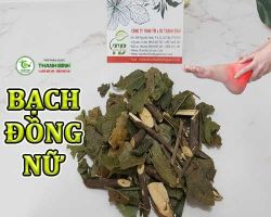 Mua bán bạch đồng nữ tại Hà Giang hỗ trợ điều trị lưng gối đau nhức rất tốt