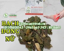 Mua bán bạch đồng nữ tại Hà Tĩnh có công dụng điều trị lưng gối đau nhức