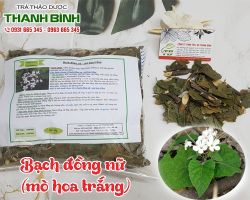 Mua bán bạch đồng nữ tại huyện Gia Lâm chữa khí hư, bạch đới
