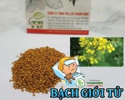 Mua bán bạch giới tử ở huyện Củ Chi hỗ trợ hạ sốt hiệu quả nhất