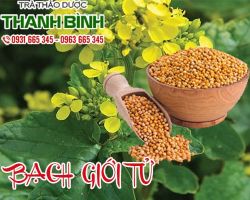 Mua bán bạch giới tử ở quận Tân Phú điều trị ho có đờm hiệu quả nhất