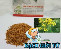Mua bán bạch giới tử tại quận 2 có công dụng điều trị bệnh viêm phế quản
