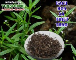 Mua bán bạch hoa xà thiệt thảo tại quận 10 điều trị u bướu