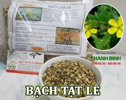 Mua bán bạch tật lê ở quận Bình Tân giúp ngăn ngừa bệnh sỏi thận