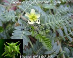 Mua bán bạch tật lê tại Hà Nội điều trị chứng yếu sinh lý liệt dương