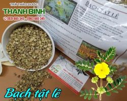 Mua bán bạch tật lê tại huyện Hoài Đức trị chứng xuất tinh nhanh