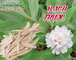 Mua bán bạch thược chất lượng tại quận 1 có tác dụng rất tốt cho máu