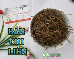 Mua bán bán chi liên ở quận Bình Thạnh có công dụng tiêu thũng tốt nhất