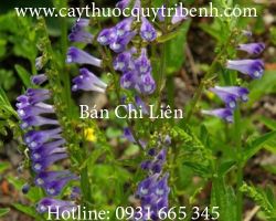 Mua bán  bán chi liên tại Hà Nội có công dụng tiêu độc hiệu quả nhất