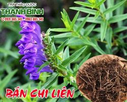 Mua bán bán chi liên tại quận 11 có tác dụng lợi tiểu