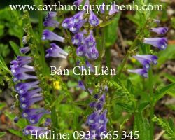 Mua bán bán chi liên tại quận 9 có tác dụng tiêu độc tiêu viêm hiệu quả