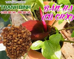 Mua bán bán hạ (củ chóc) tại quận 4 trị nám đen trên mặt