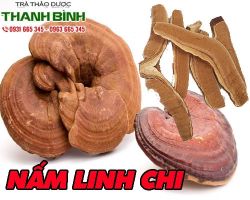 Mua bán bào tử nấm linh chi ở quận 3 làm giảm di căn của tế bào ung thư