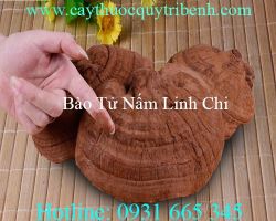 Mua bán bào tử nấm linh chi tại tp hcm uy tín chất lượng tốt nhất