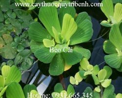 Mua bán bèo cái chất lượng tại Bình Dương giúp lợi tiểu tốt nhất