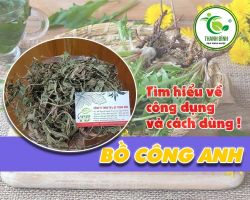 Mua bán bồ công anh tại huyện Quốc Oai hỗ trợ làm giảm huyết áp