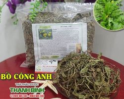 Mua bán bồ công anh tại quận 1 có tác dụng tiêu độc hiệu quả nhất