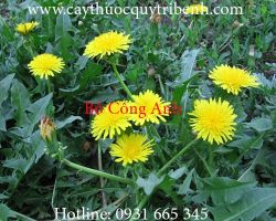 Mua bán bồ công anh uy tín tại Hà Nội giúp trị viêm tuyến vú tắc sữa