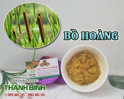 Mua bán bồ hoàng tại Hà Nội có công dụng giảm đau bụng kinh hiệu quả