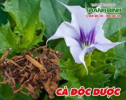 Mua bán cà độc dược ở huyện Cần Giờ có tác dụng trị nôn mửa tốt nhất