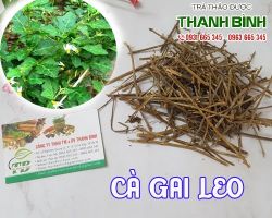 Mua bán cà gai leo tại huyện Thạch Thất hỗ trợ điều trị tê thấp