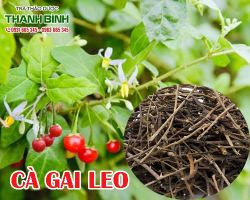 Mua bán cà gai leo tại quận 6 điều trị bện viêm gan B