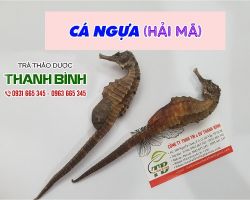Mua bán cá ngựa (hải mã) tại huyện Thạch Thất kéo dài tuổi thanh xuân