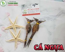Mua bán cá ngựa ở huyện Củ Chi có công dụng ngăn ngừa sự hình thành khối u