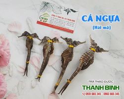 Mua bán cá ngựa tại quận 10 có tác dụng cải thiện khả năng sinh sản