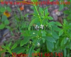 Mua bán cam thảo đất (cam thảo nam) tại Hà Nội trị tiểu đường tốt nhất